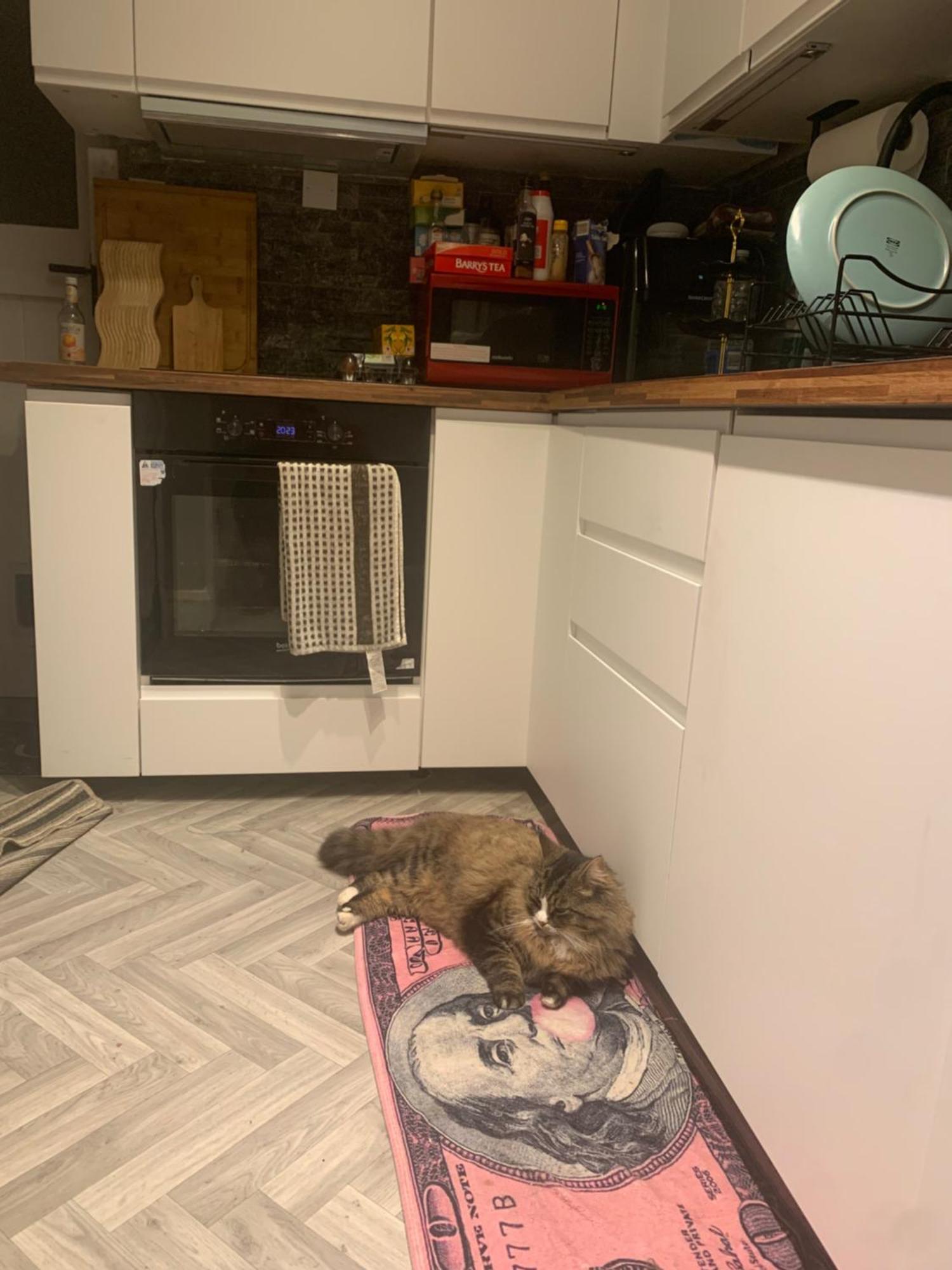 Wake Up With 2 Cats On Your Face Gasthof *