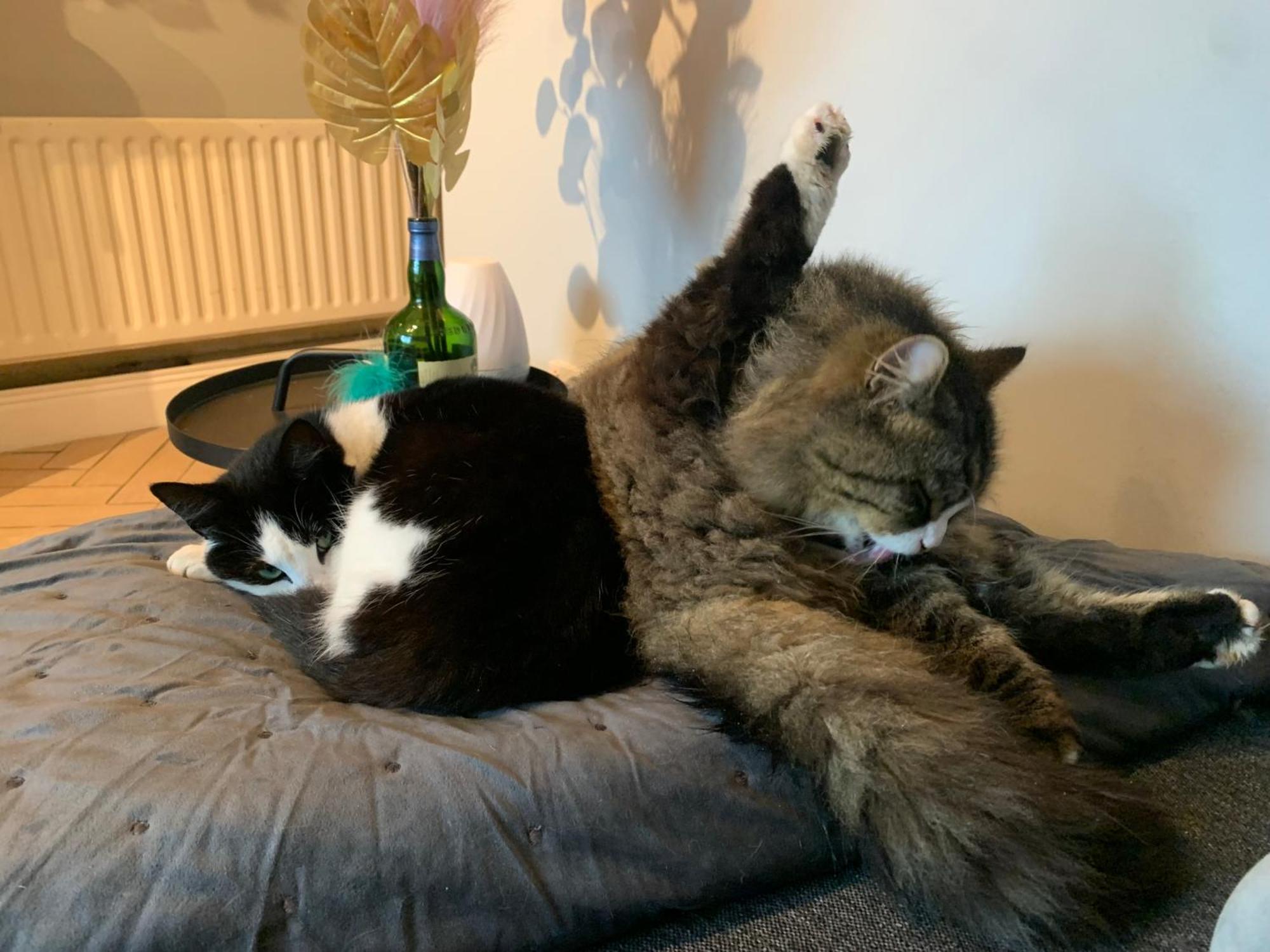 Wake Up With 2 Cats On Your Face Gasthof Dublin